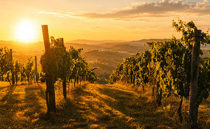 What Makes the Sonoma Beauty Crush Vineyard the Heart of Beauty Crush Skincare?