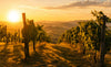 What Makes the Sonoma Beauty Crush Vineyard the Heart of Beauty Crush Skincare?