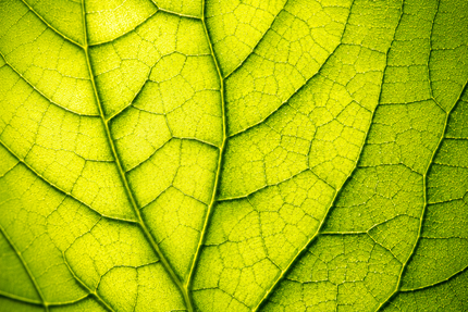 EXOSOMES IN SKINCARE: THE NEXT EVOLUTION OF PLANT-POWERED BEAUTY / Beauty Crush Skincare
